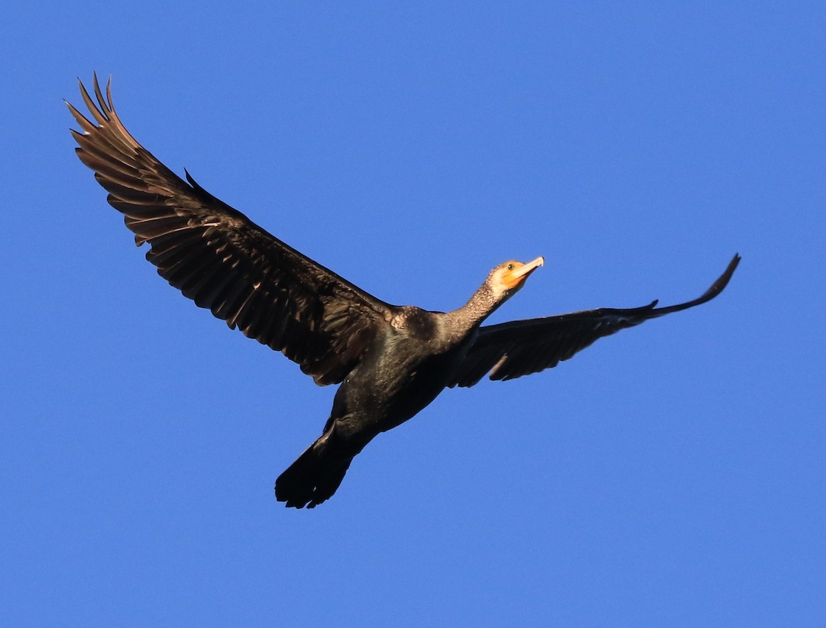 Great Cormorant - ML647705466