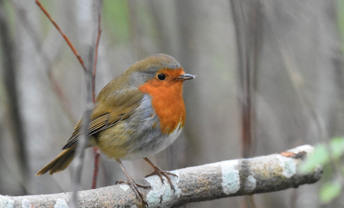 European Robin - ML647705467