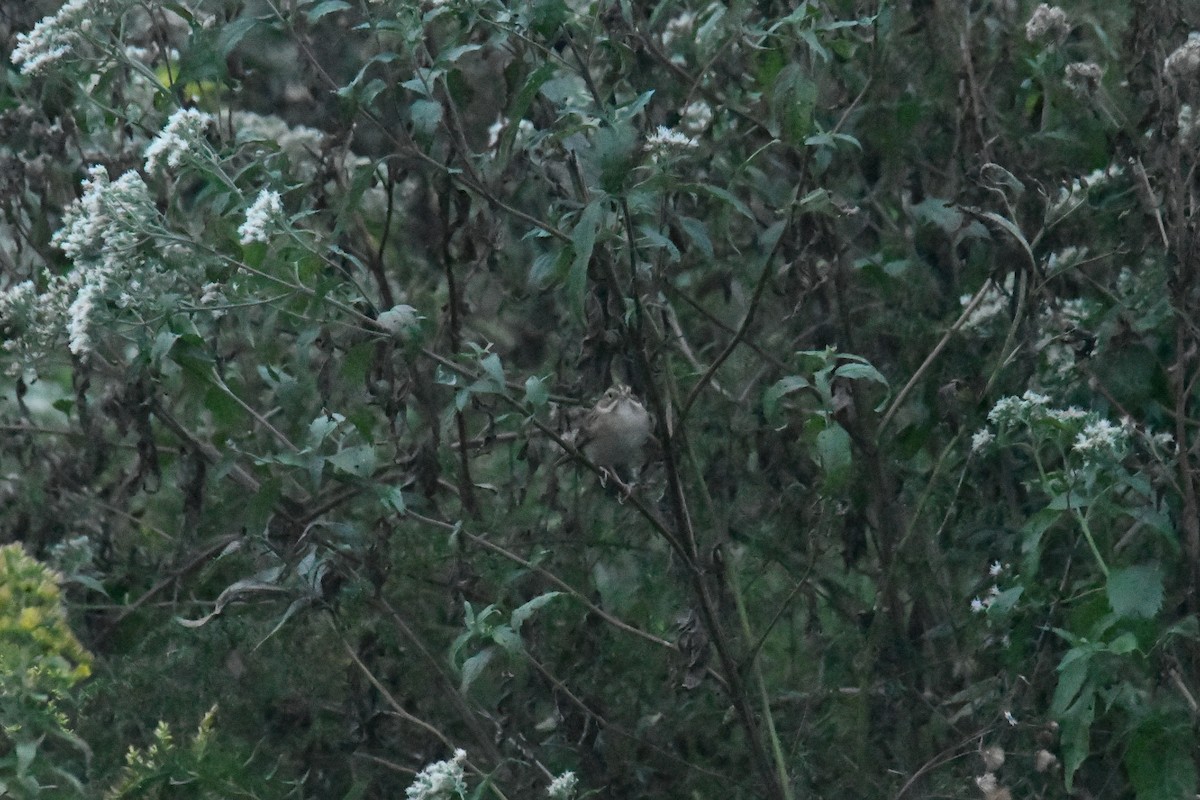 Clay-colored Sparrow - ML647705468