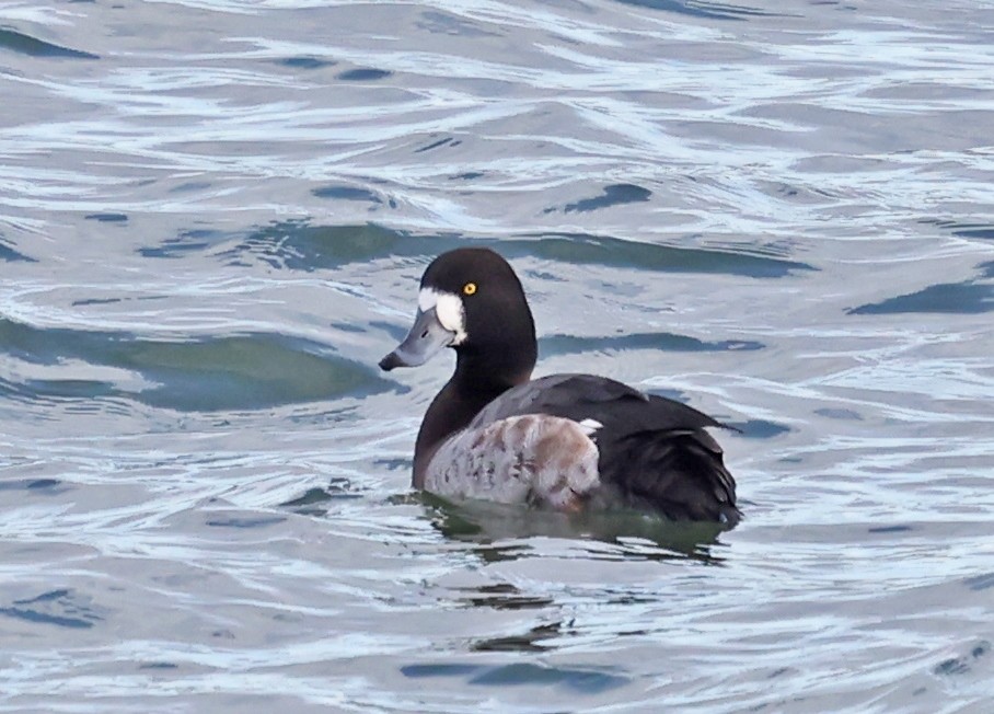 Greater Scaup - ML647705469