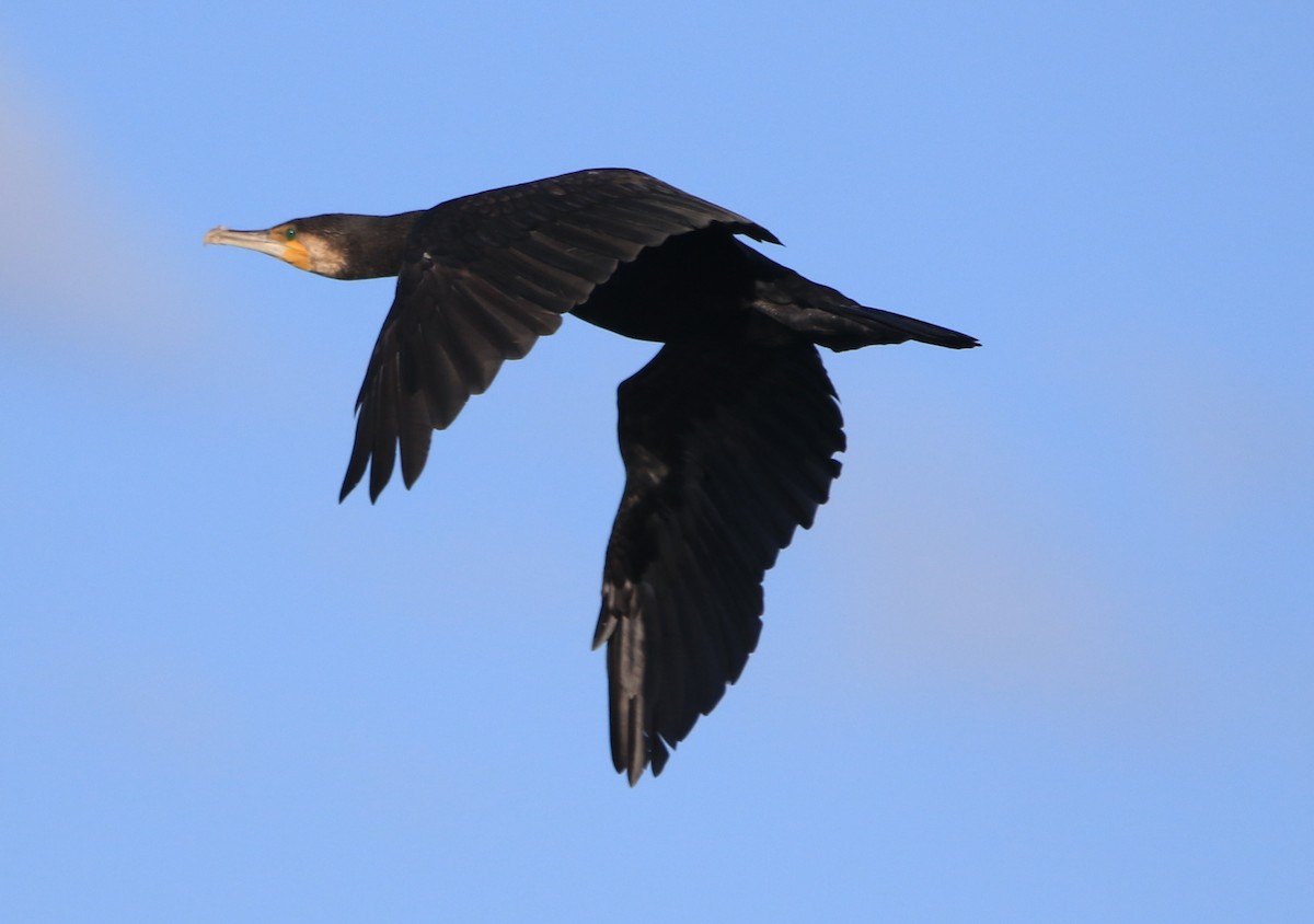 Great Cormorant - ML647705470