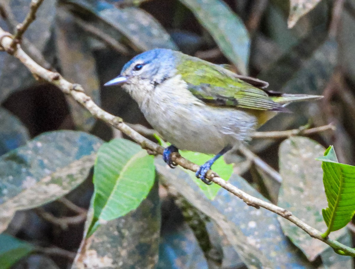 Chestnut-vented Conebill - ML647705471