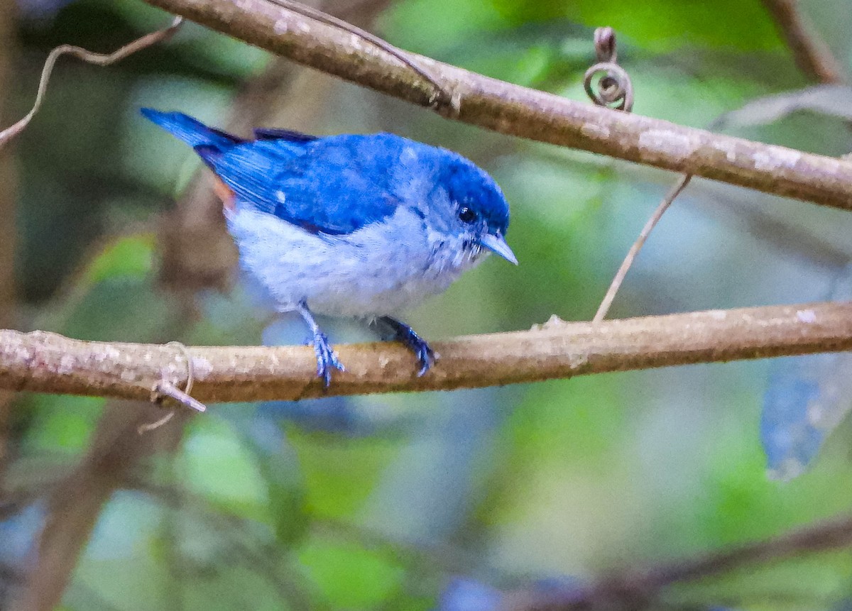 Chestnut-vented Conebill - ML647705472