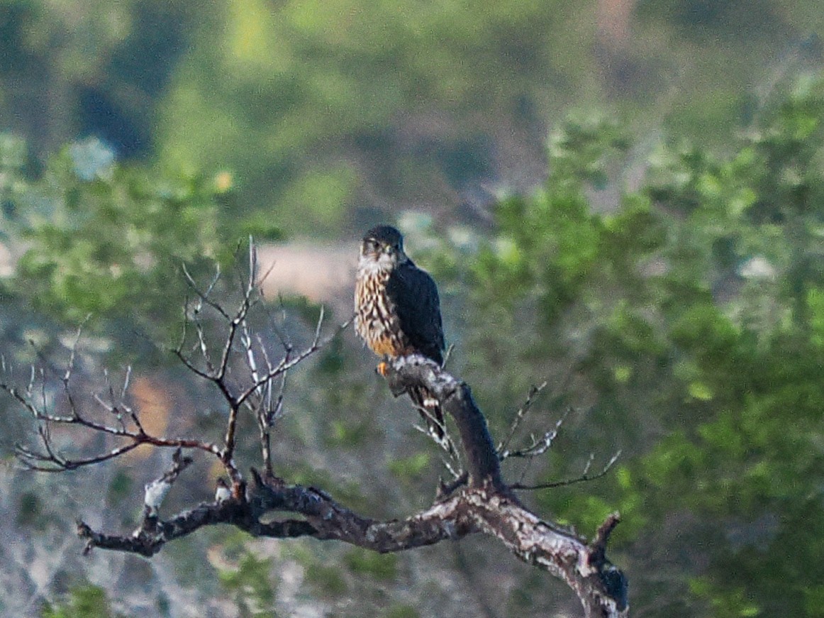 Merlin - ML647705473