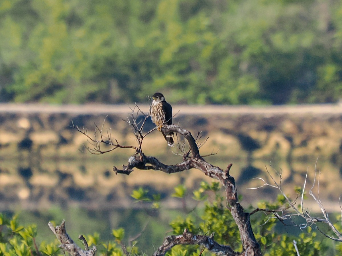 Merlin - ML647705474