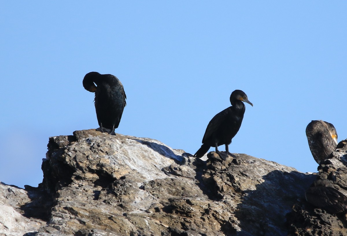 kormorán velký - ML647705475