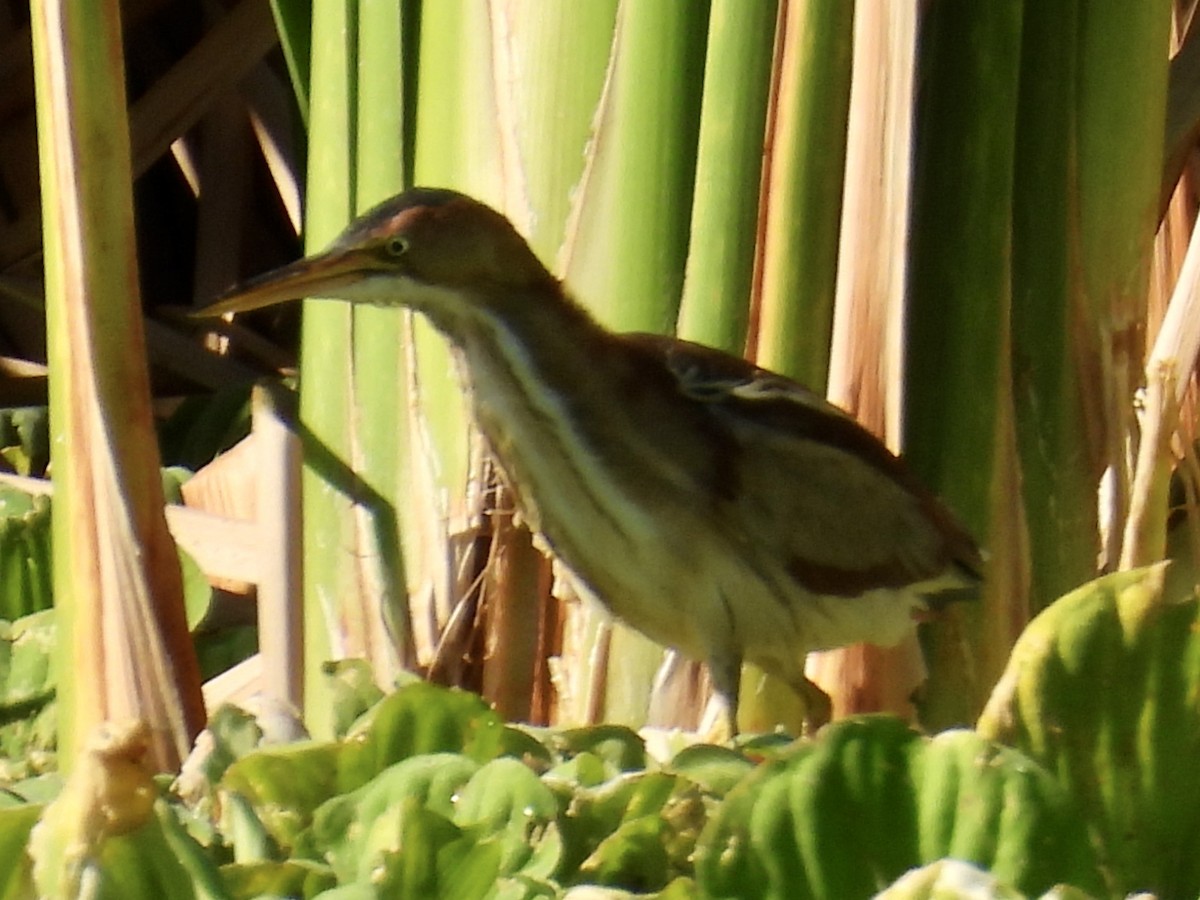 Petit Blongios - ML647705478