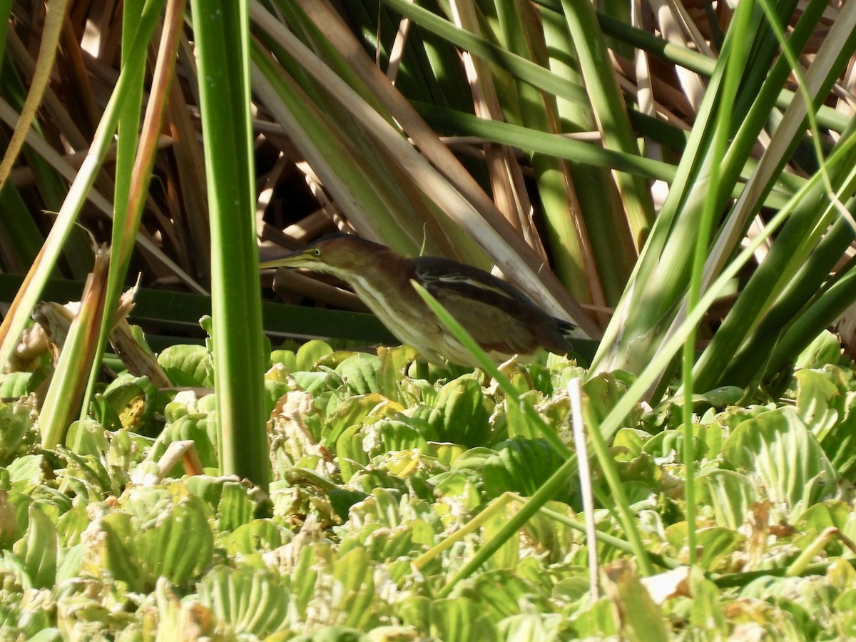 Petit Blongios - ML647705479