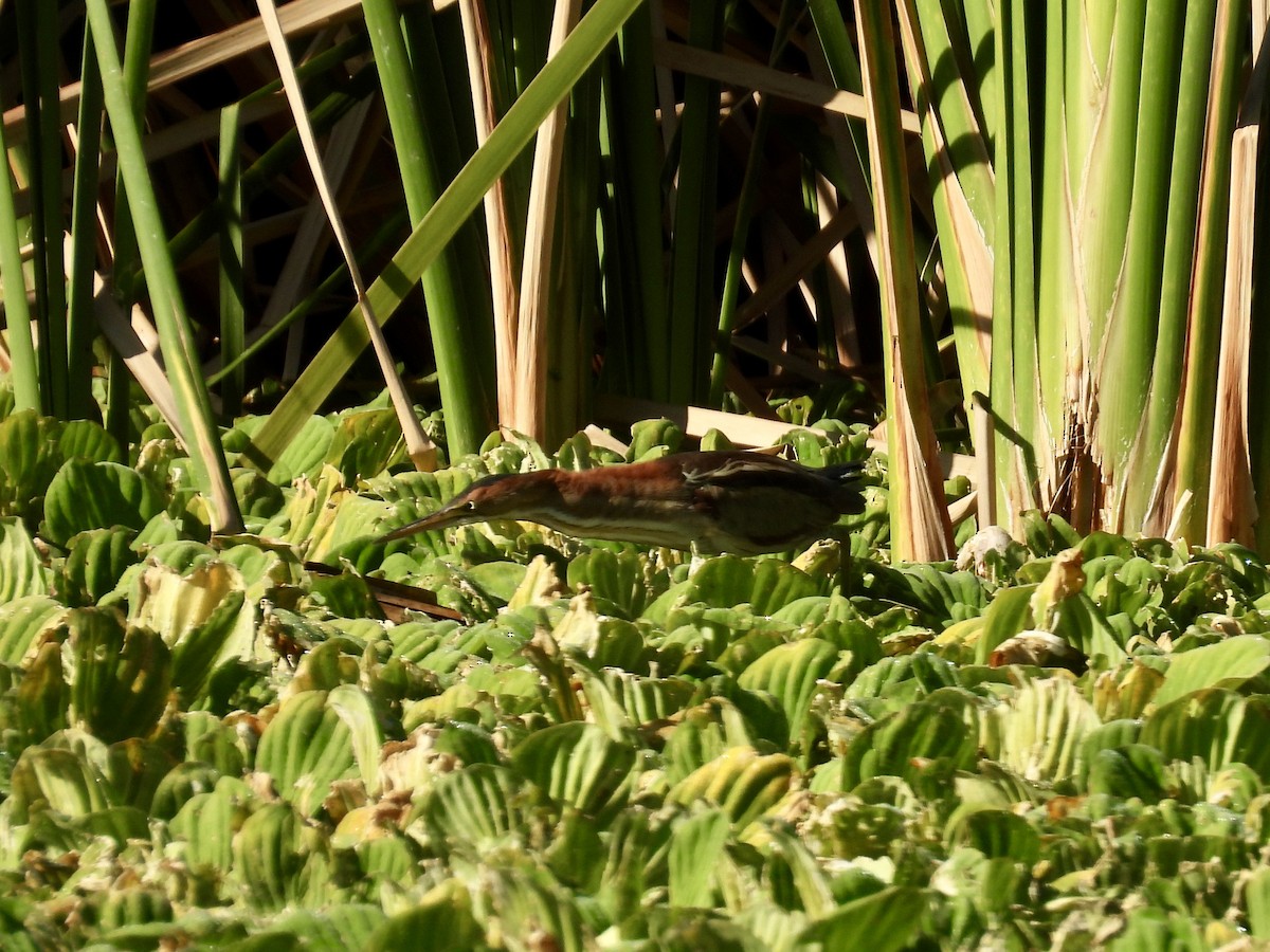 Petit Blongios - ML647705480