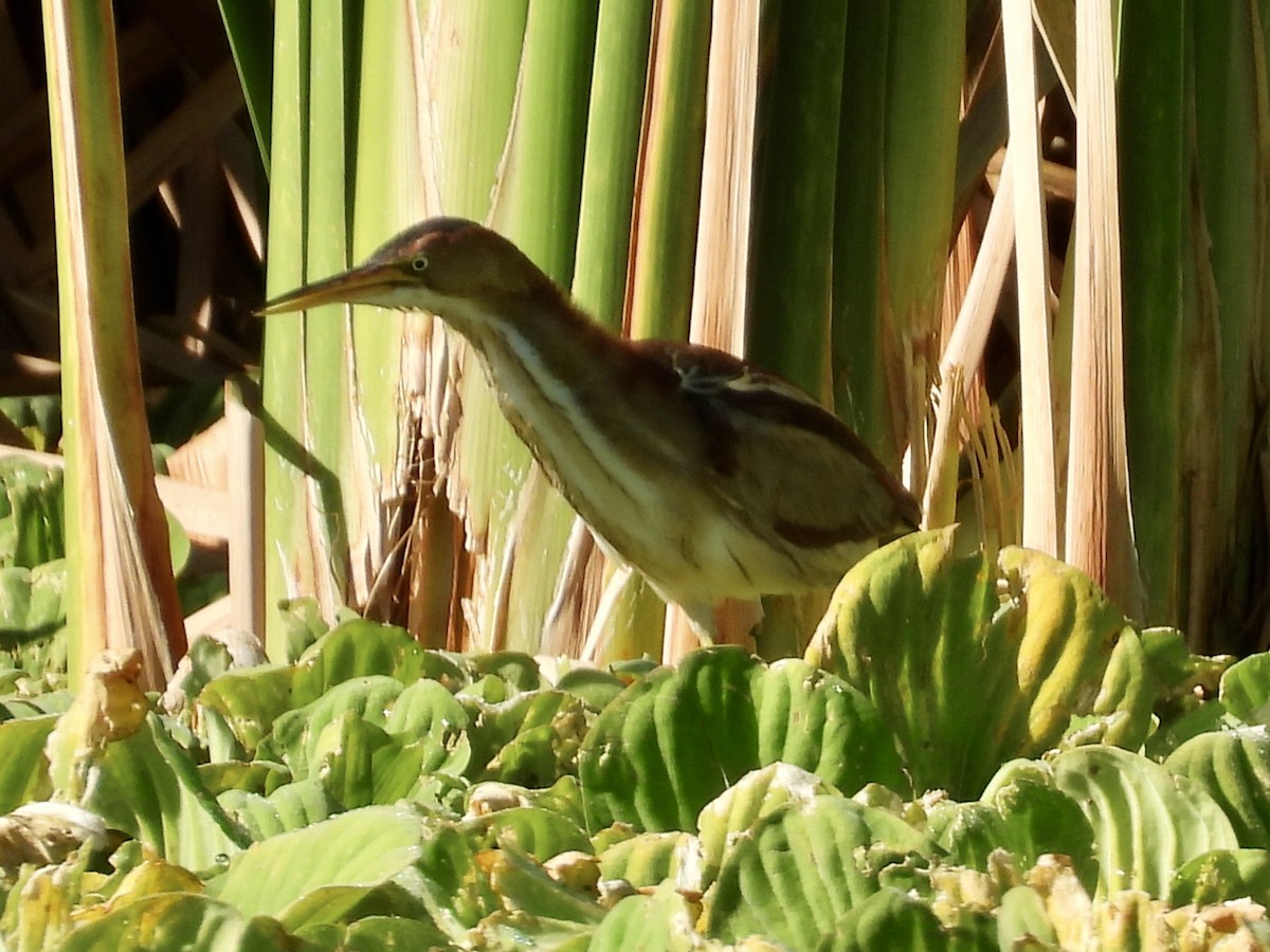 Petit Blongios - ML647705481
