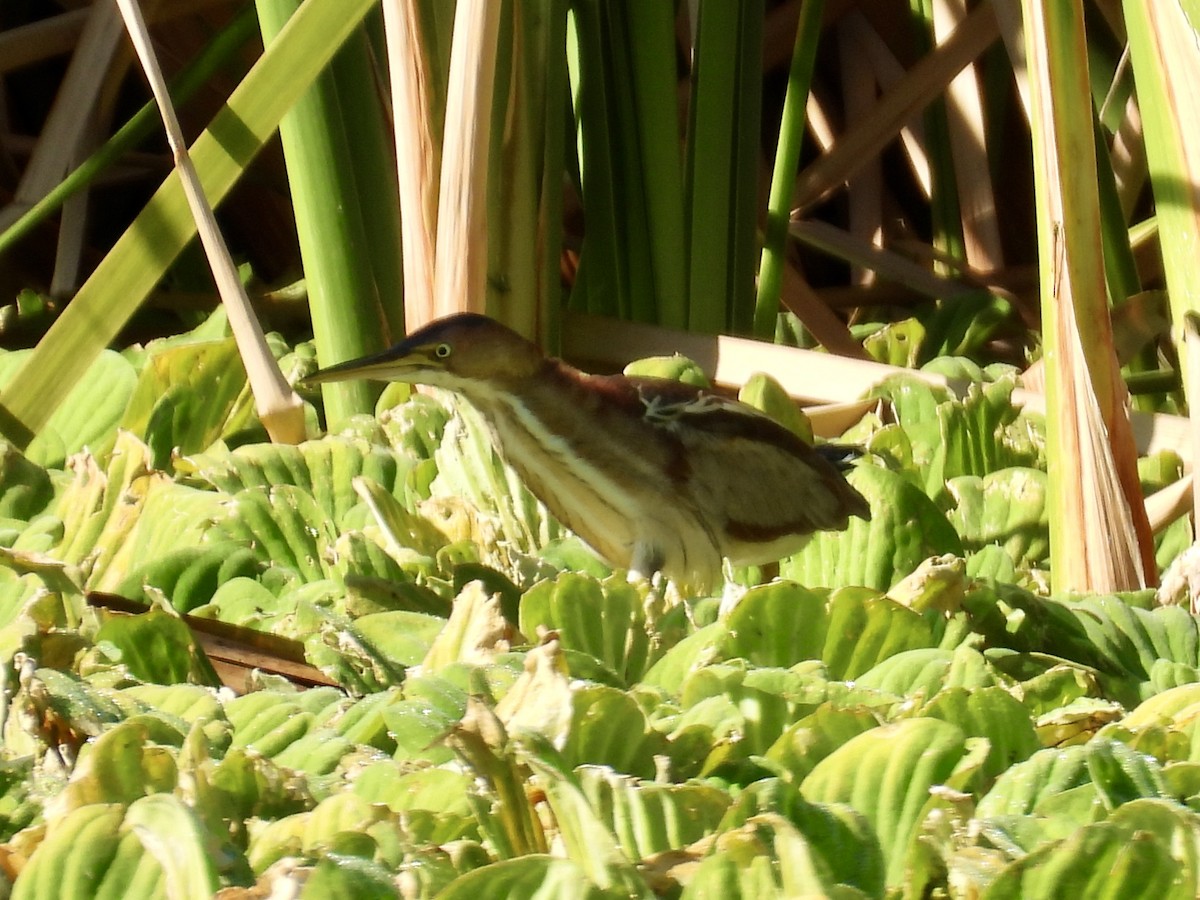 Petit Blongios - ML647705482