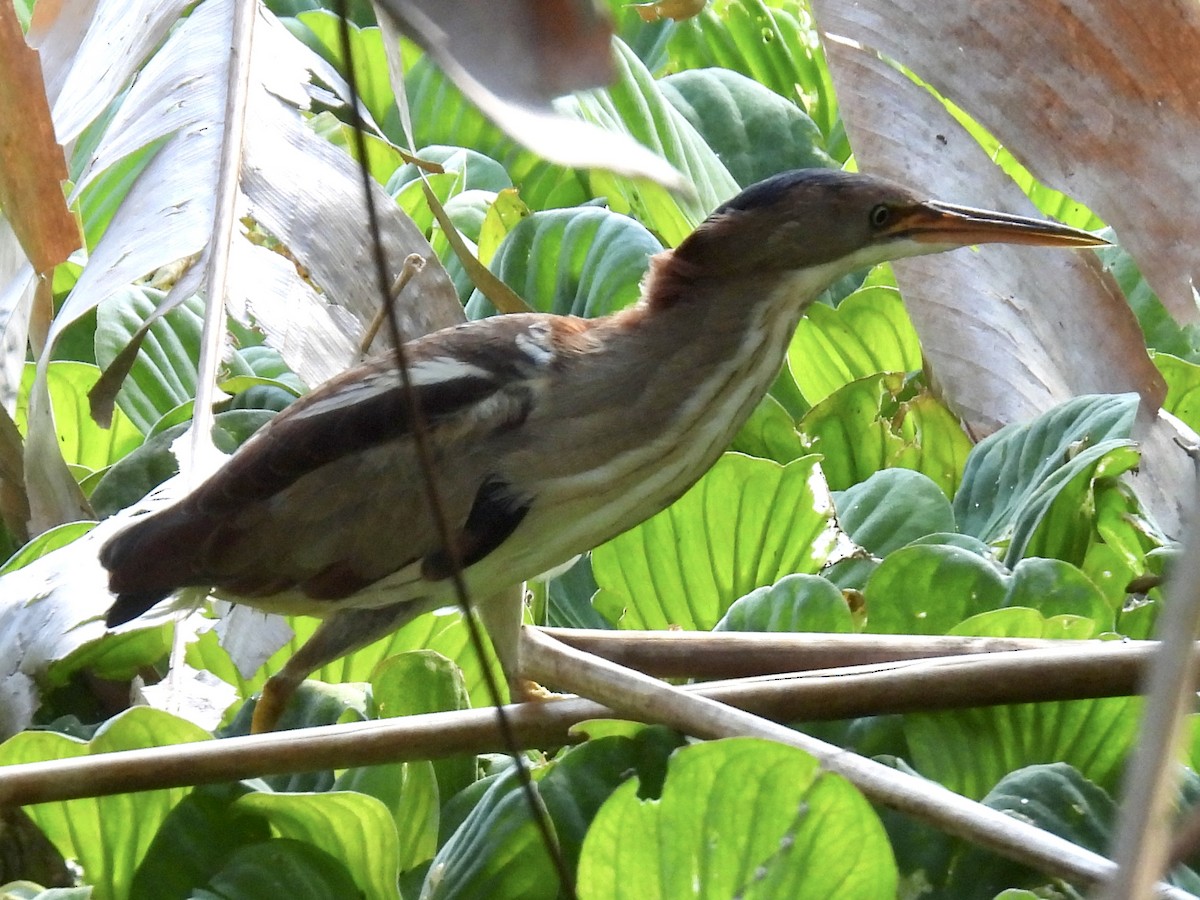 Petit Blongios - ML647705483