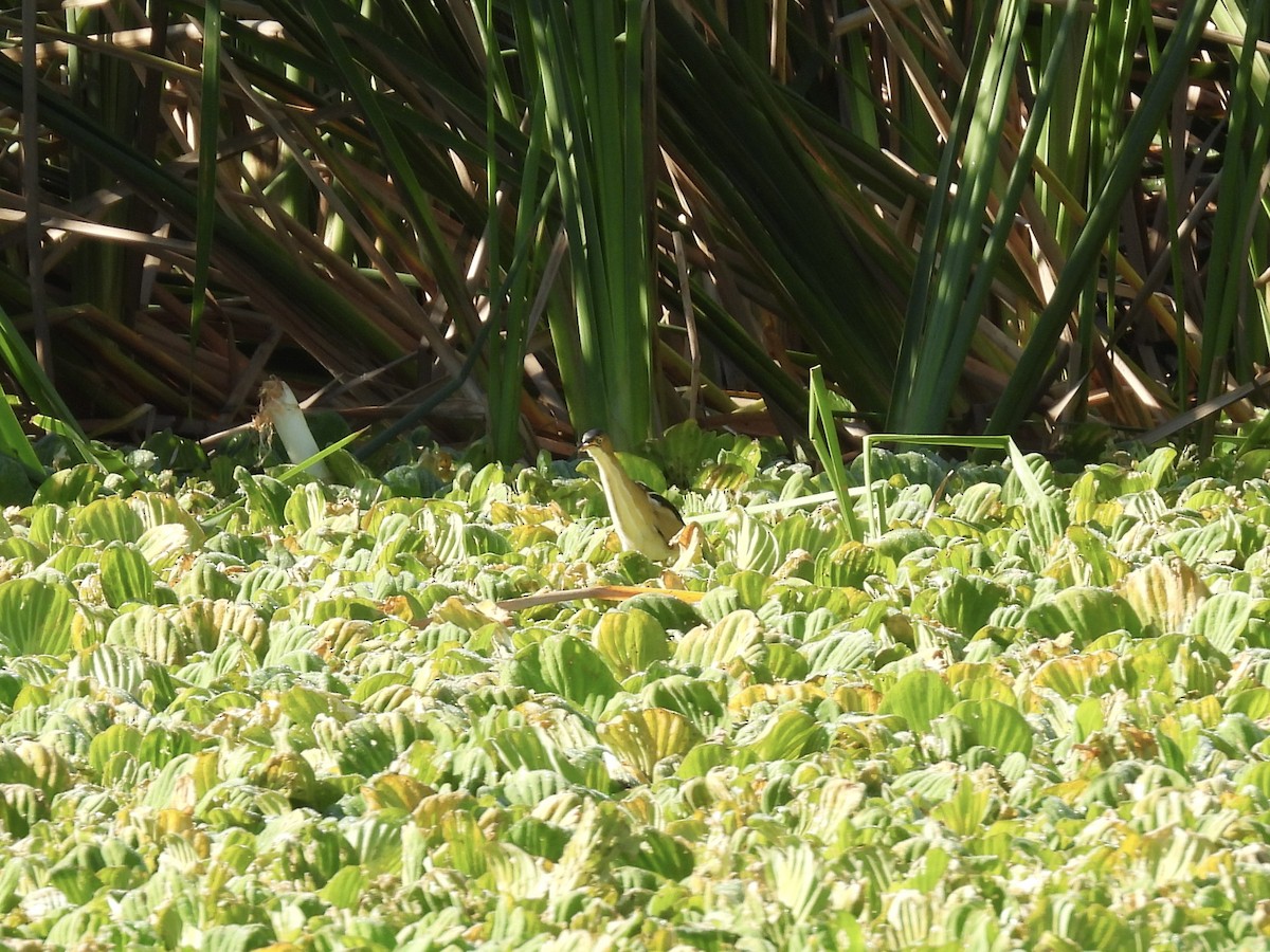 Petit Blongios - ML647705484