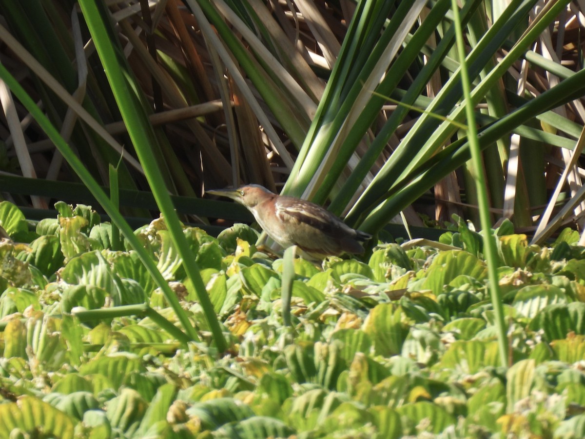 Petit Blongios - ML647705485
