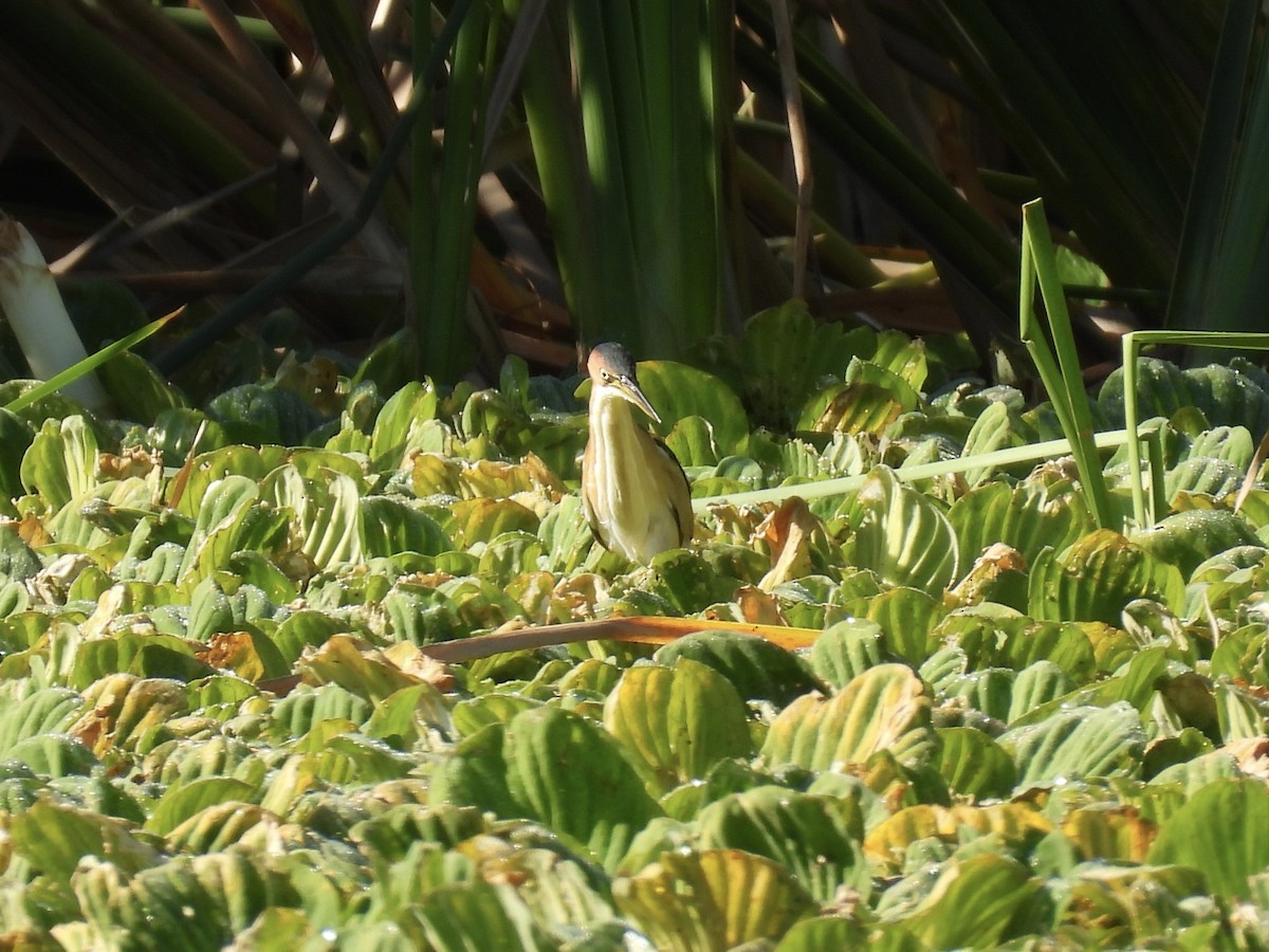 Petit Blongios - ML647705486