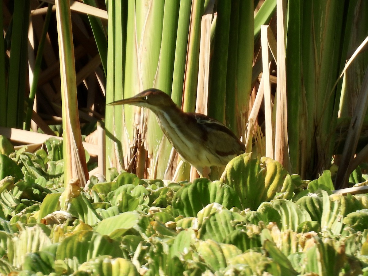 Petit Blongios - ML647705487