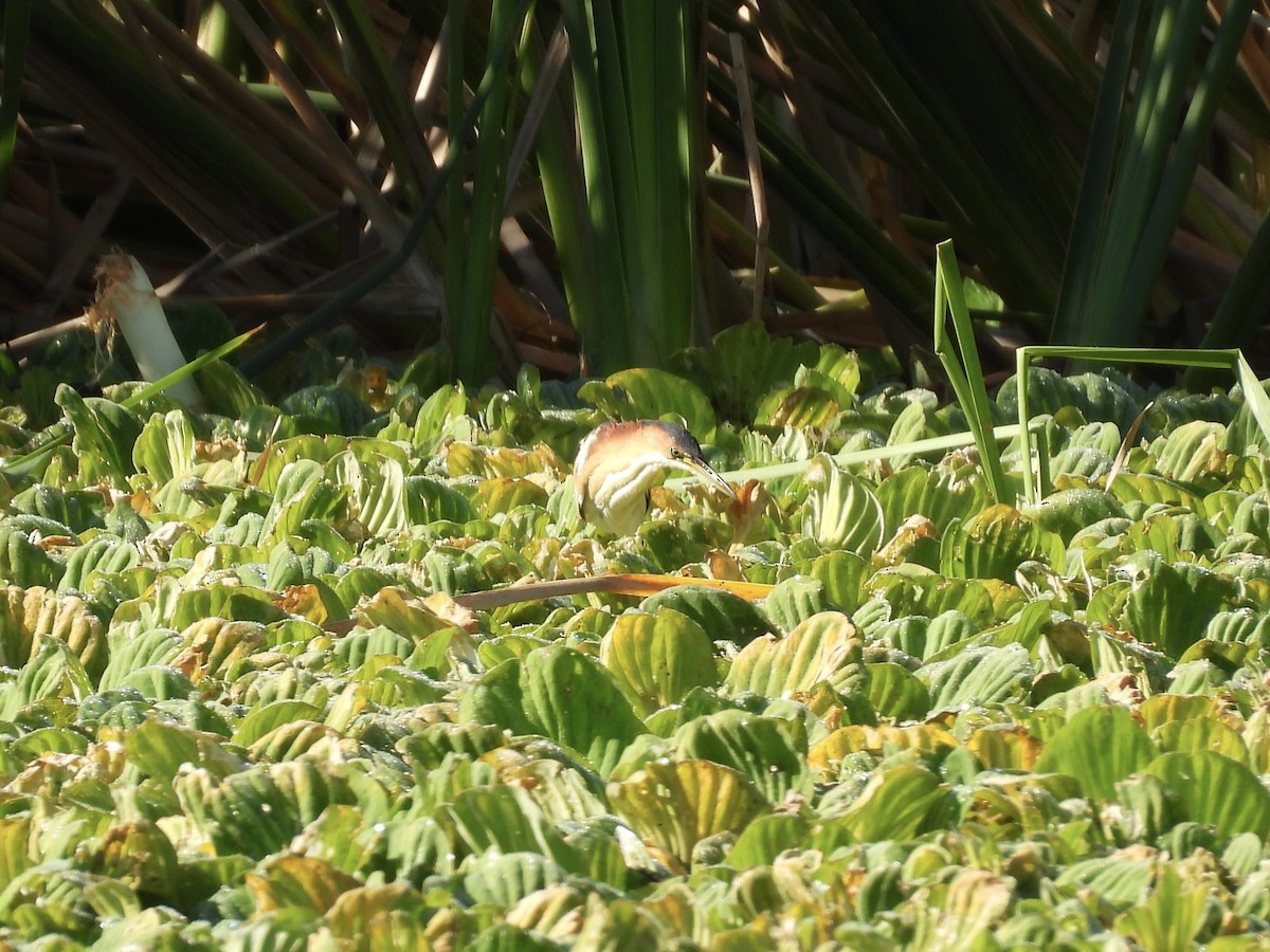 Petit Blongios - ML647705488