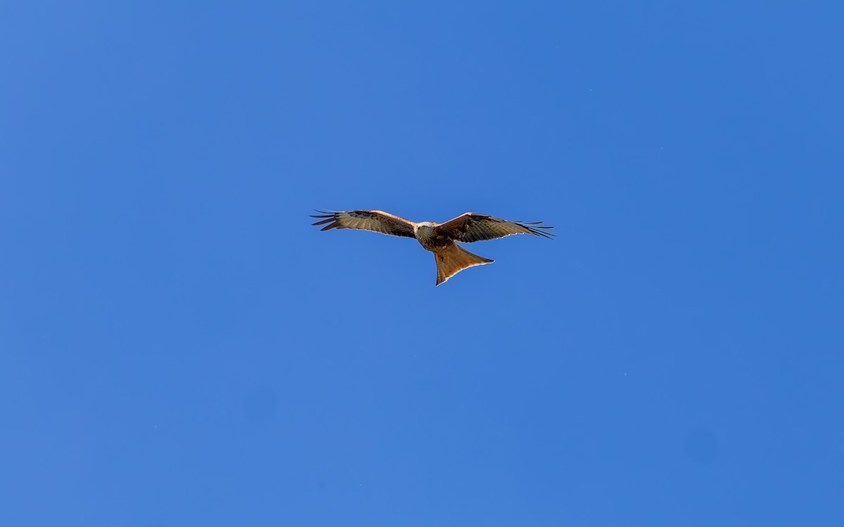 Red Kite - ML647705492