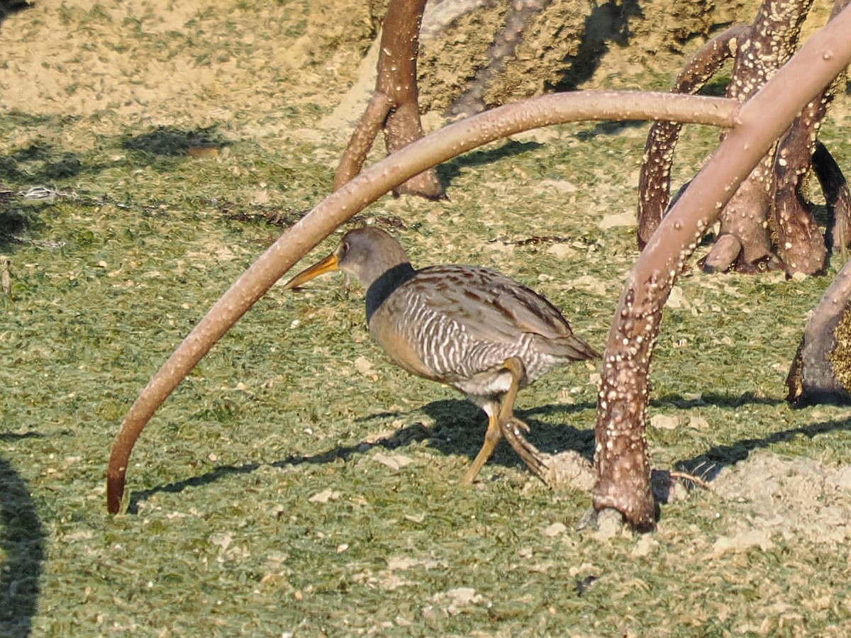 Пастушок узбережний - ML647705521