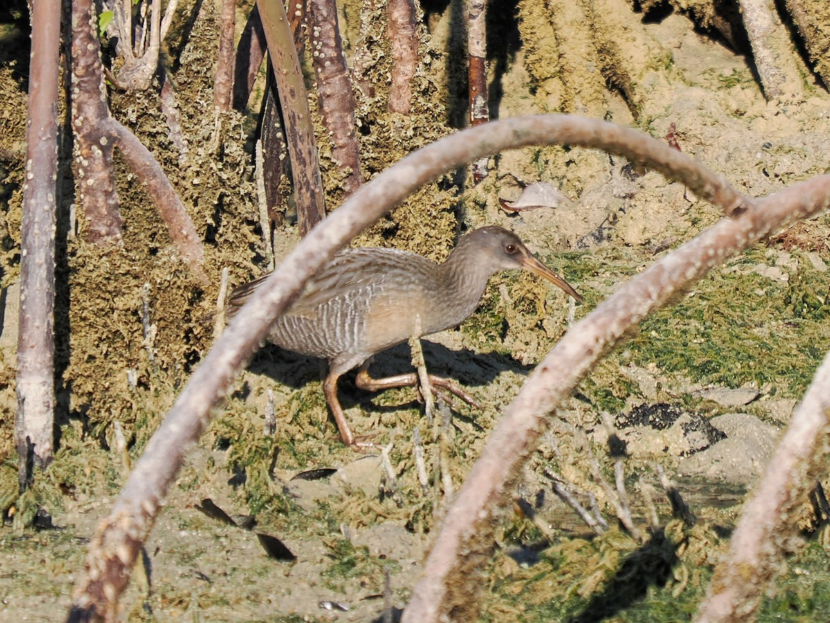 Пастушок узбережний - ML647705522