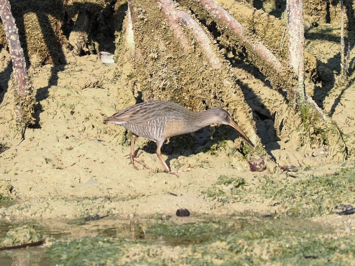 Пастушок узбережний - ML647705523