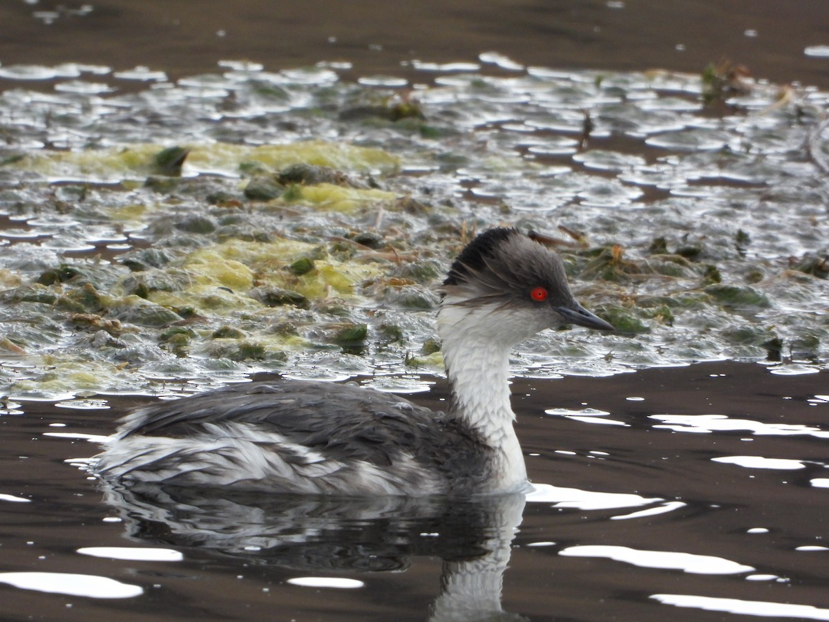 Silvery Grebe - ML647705524