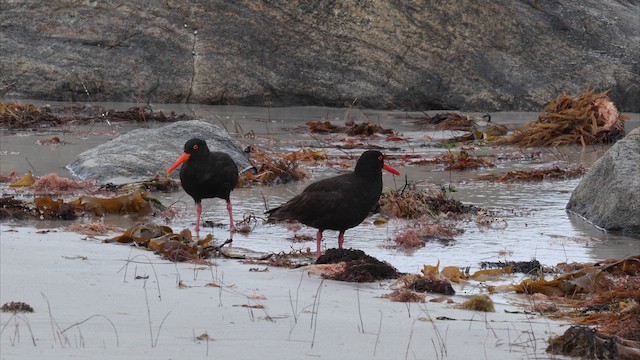 Кулик-сорока австралійський - ML647705542