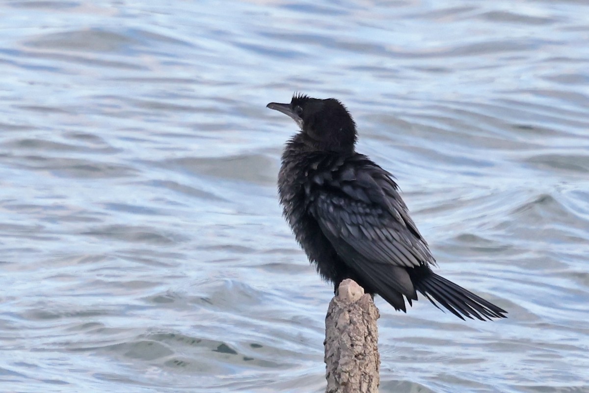 Баклан малий - ML647705583