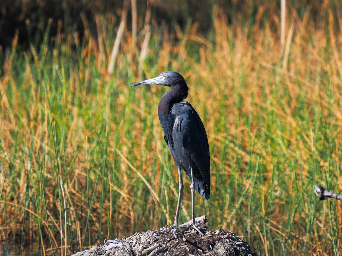 Чепура блакитна - ML647705608