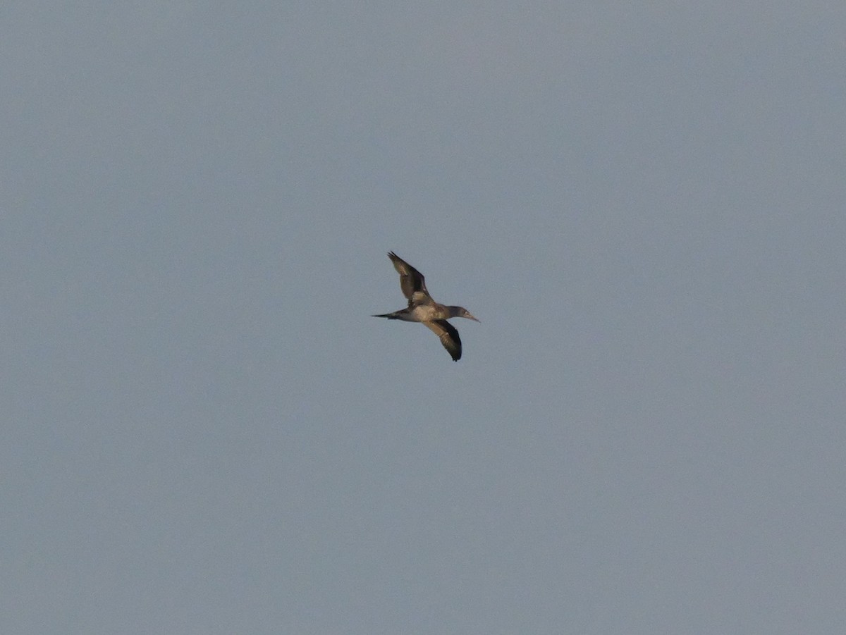 Alcatraz Atlántico - ML647705618