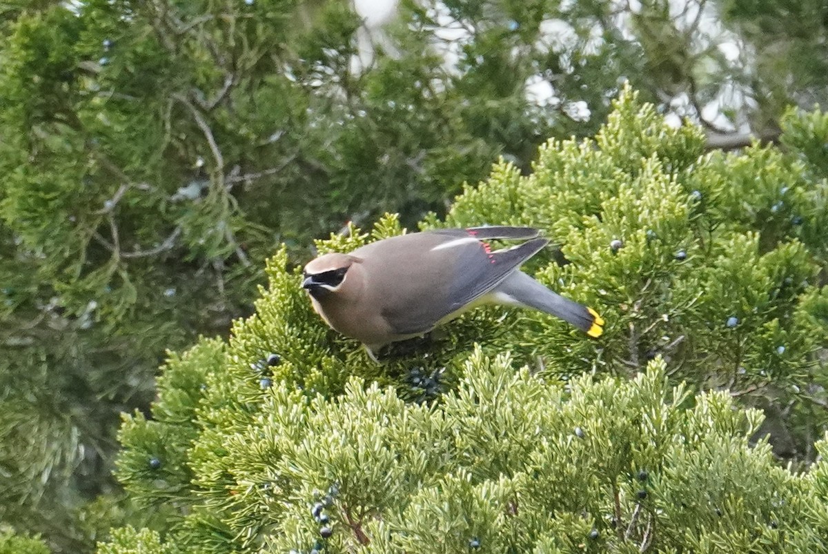 Cedar Waxwing - ML647705623