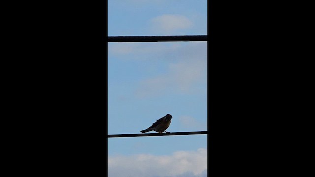 Боривітер американський - ML647705667