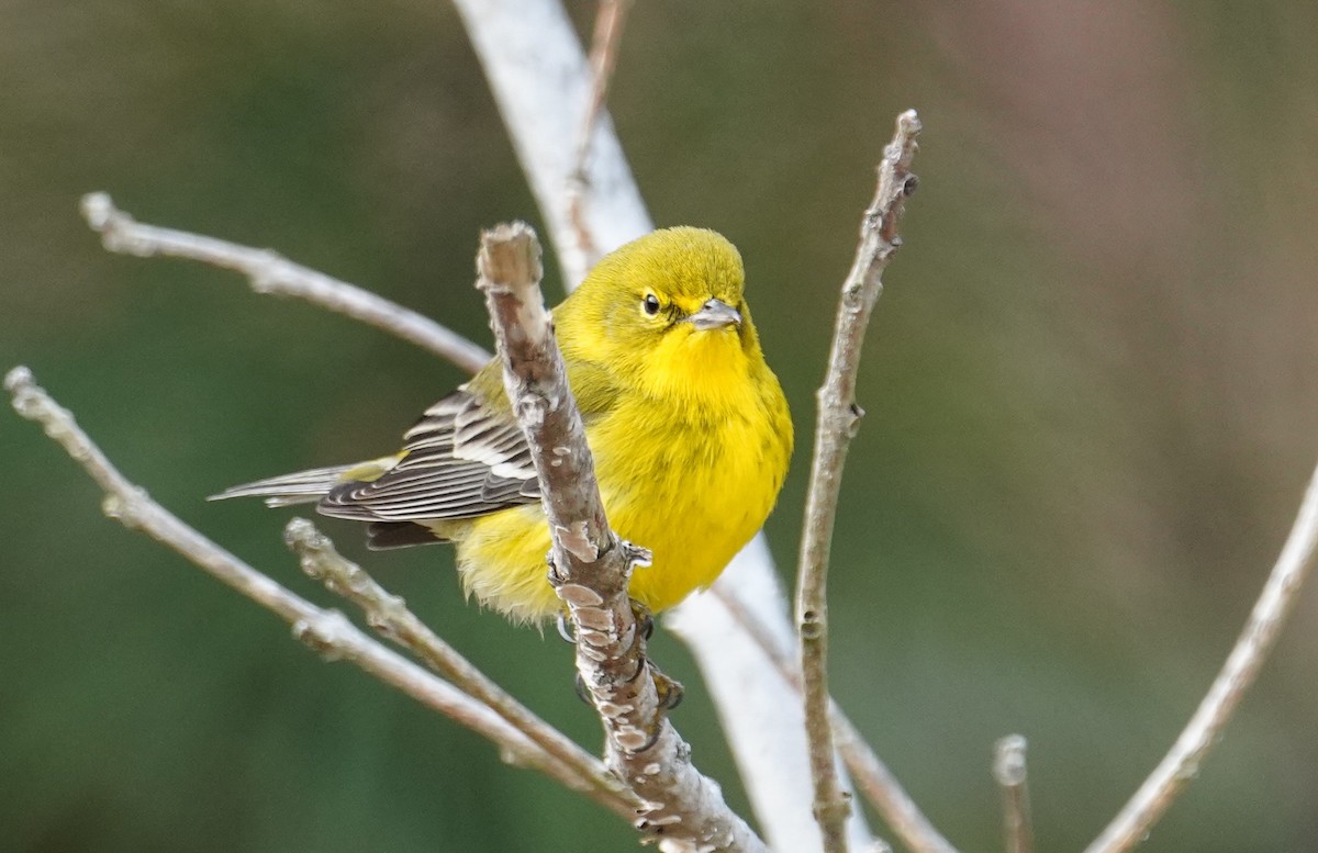 Kiefernwaldsänger - ML647705675