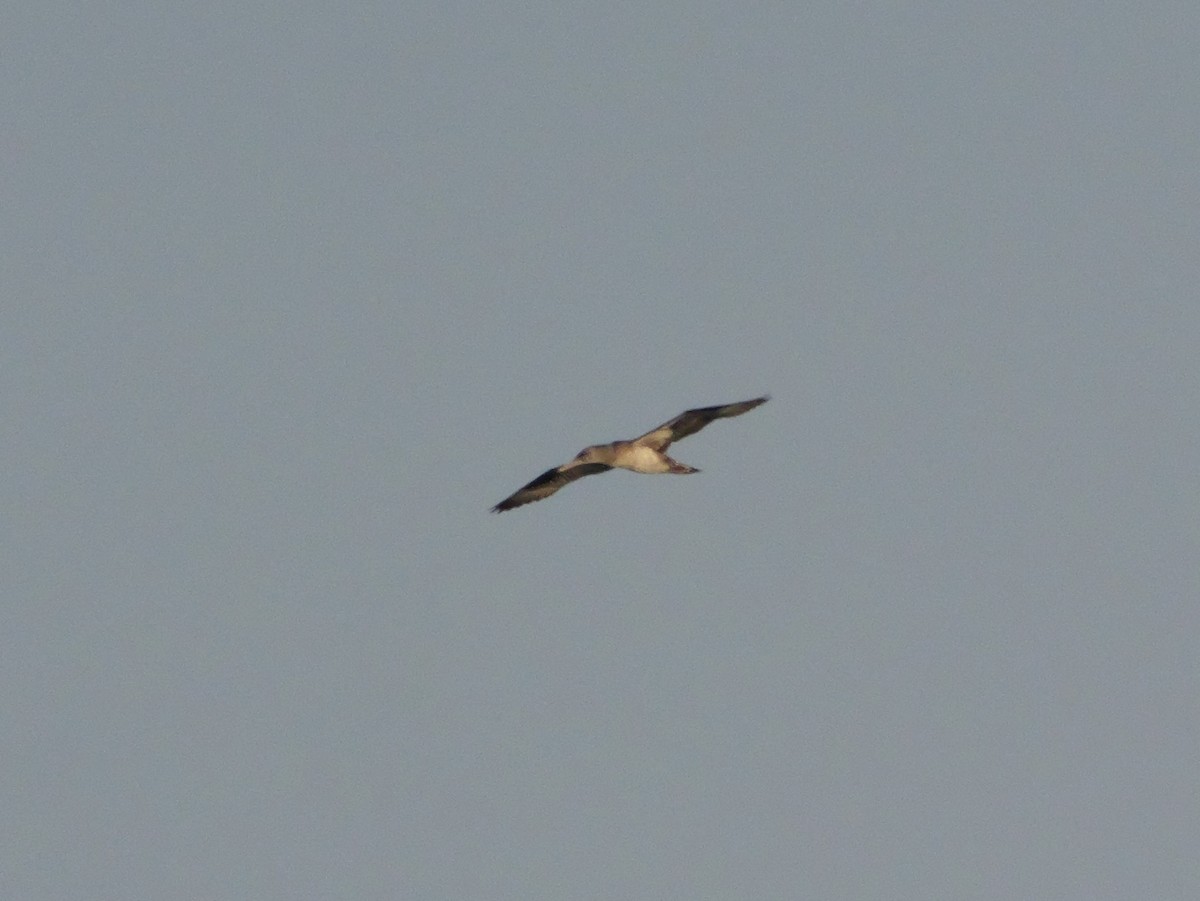 Alcatraz Atlántico - ML647705686