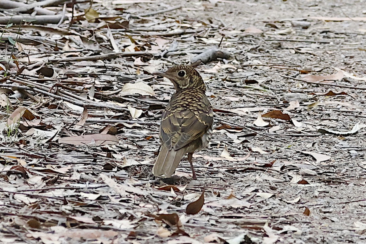 Sedefli Ardıç - ML647705716