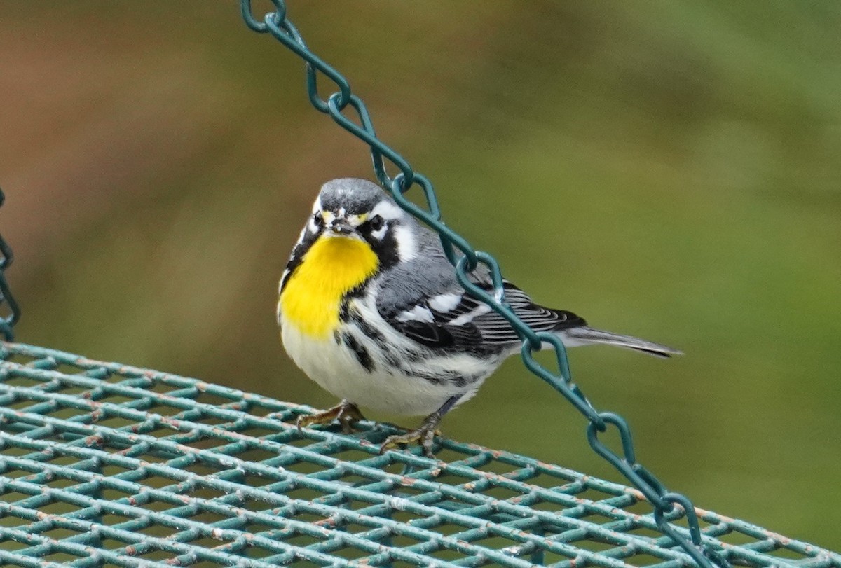 Goldkehl-Waldsänger - ML647705739