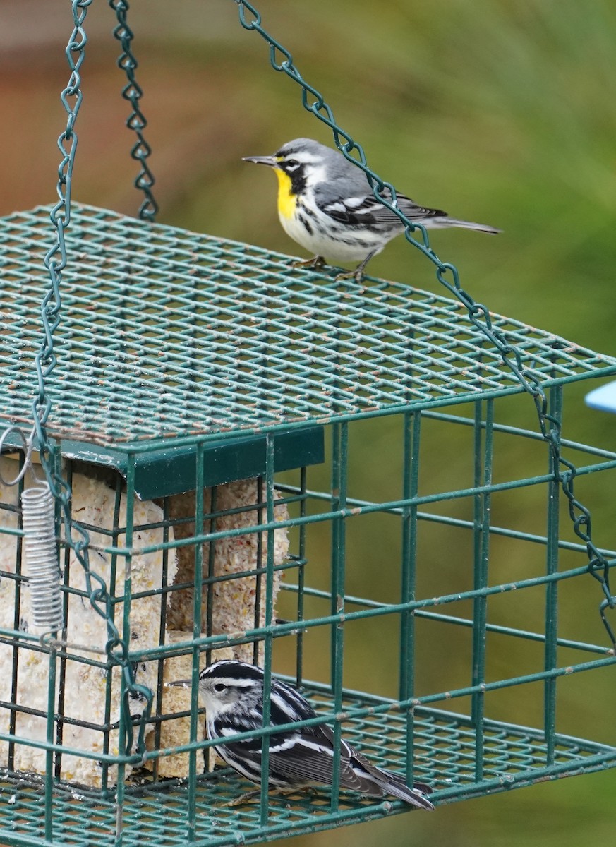 Goldkehl-Waldsänger - ML647705746