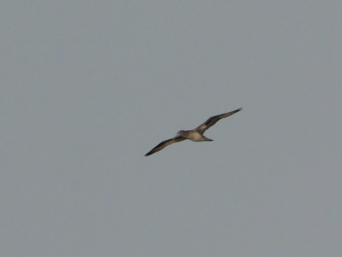 Alcatraz Atlántico - ML647705751