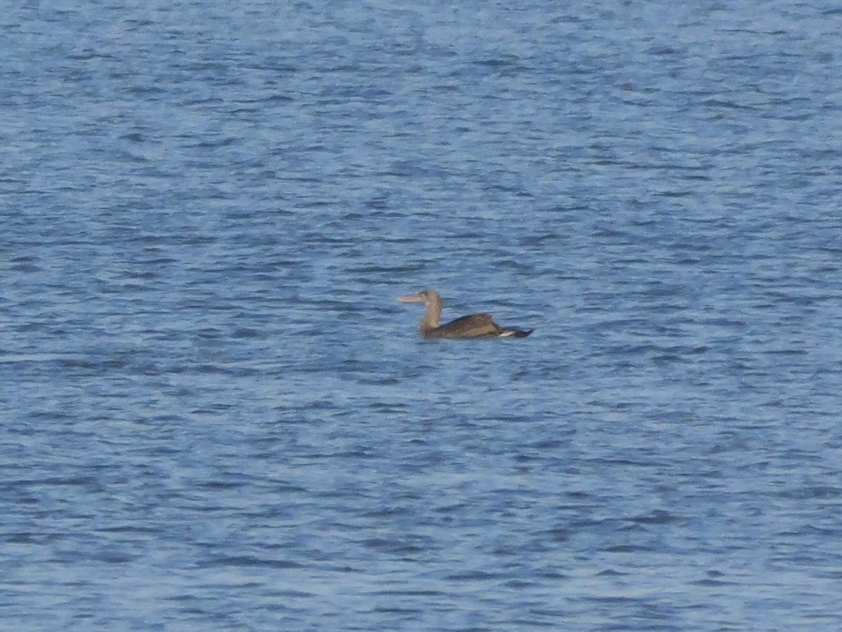 Alcatraz Atlántico - ML647705752