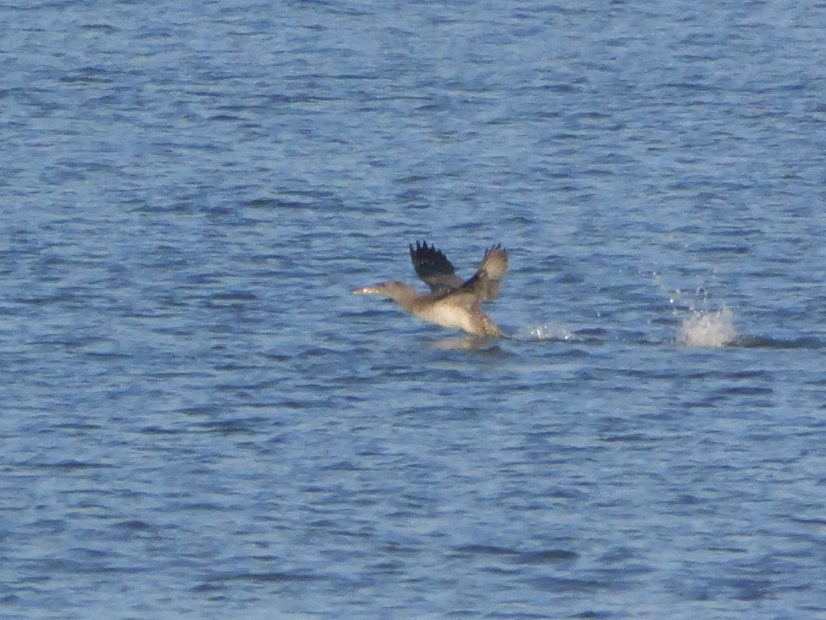 Alcatraz Atlántico - ML647705753