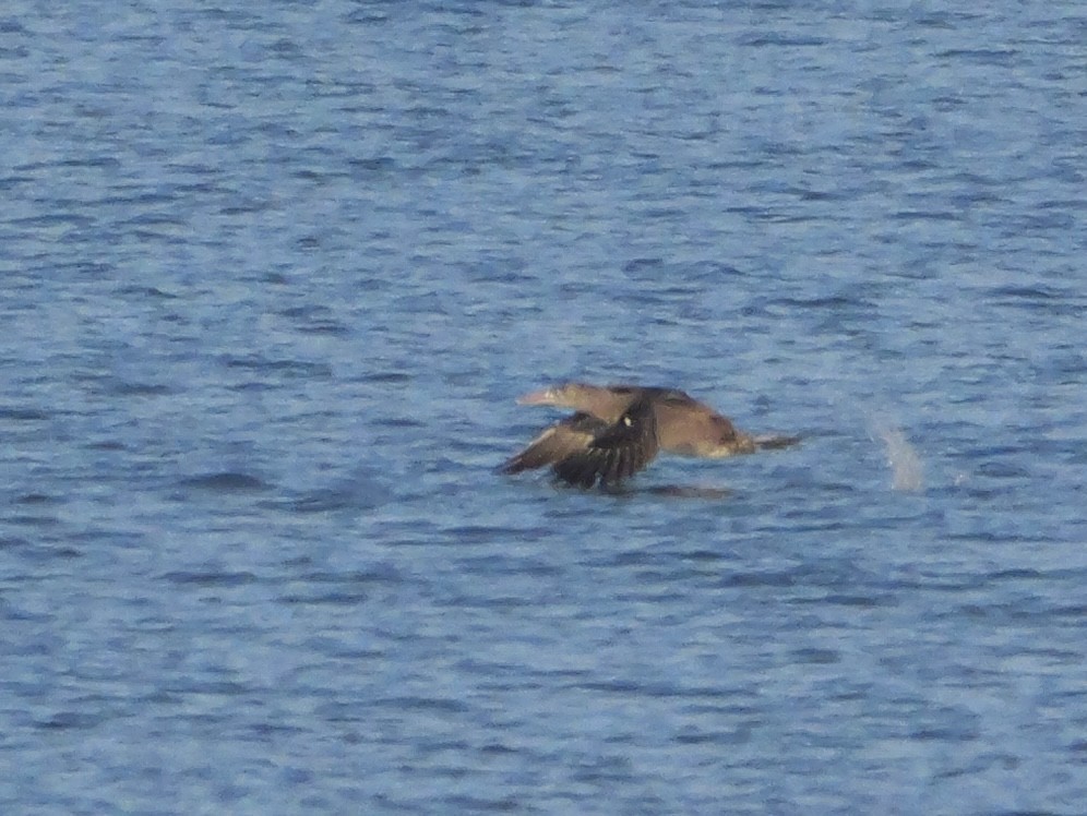 Alcatraz Atlántico - ML647705754