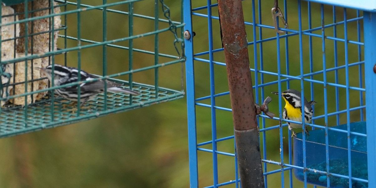 Goldkehl-Waldsänger - ML647705768