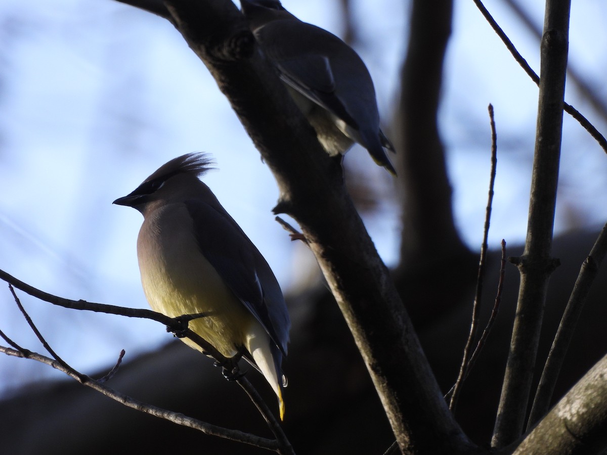 Cedar Waxwing - ML647705796