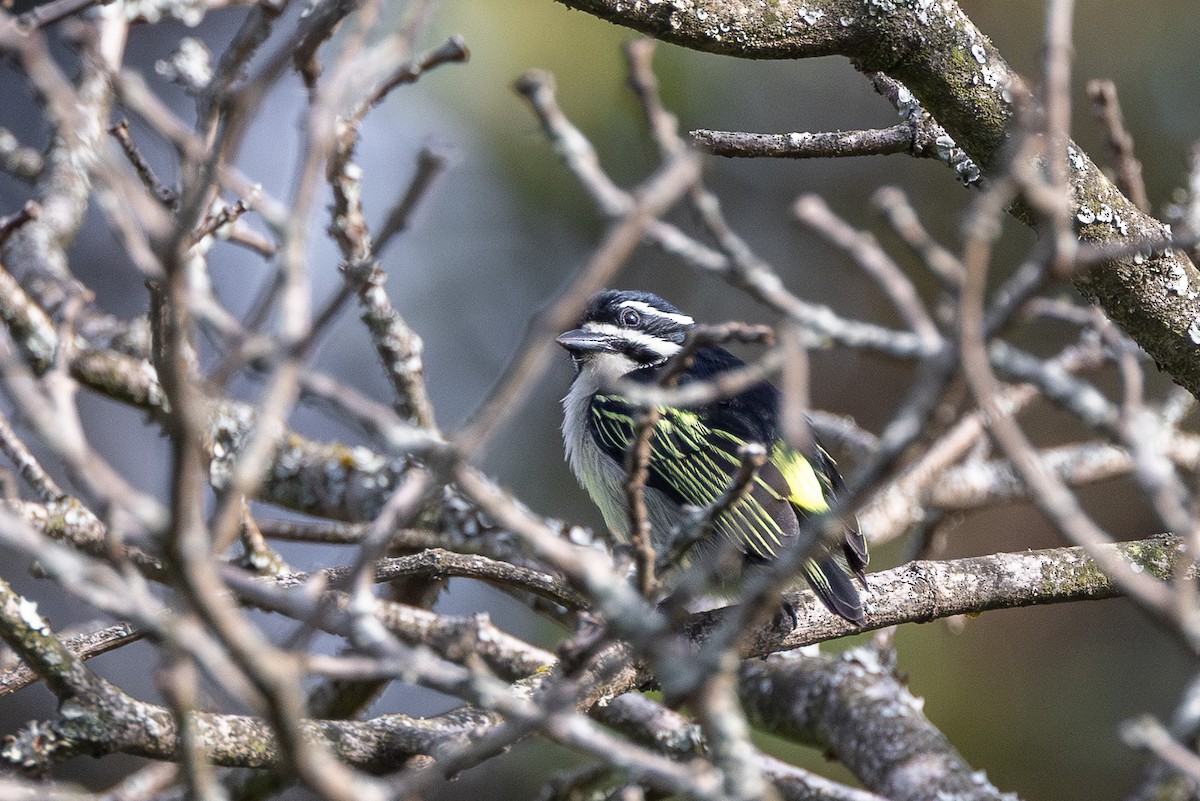 Yellow-rumped Tinkerbird (Yellow-rumped) - ML647705800