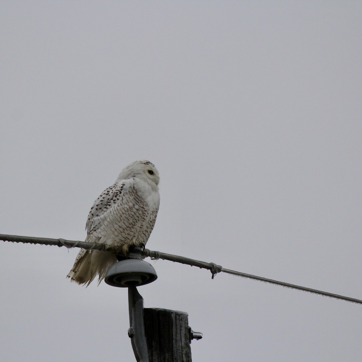 Snowy Owl - ML647705837