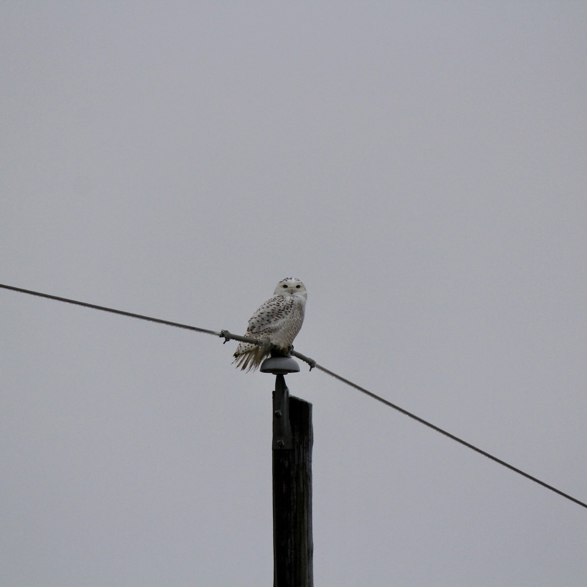 Snowy Owl - ML647705838