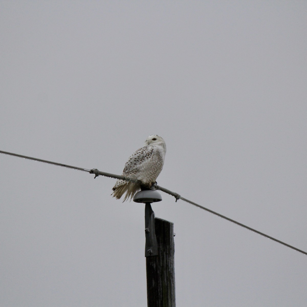 Snowy Owl - ML647705839