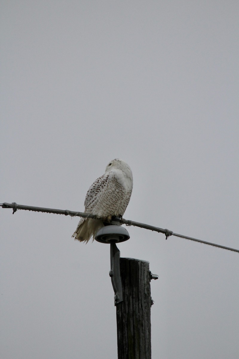 Snowy Owl - ML647705840