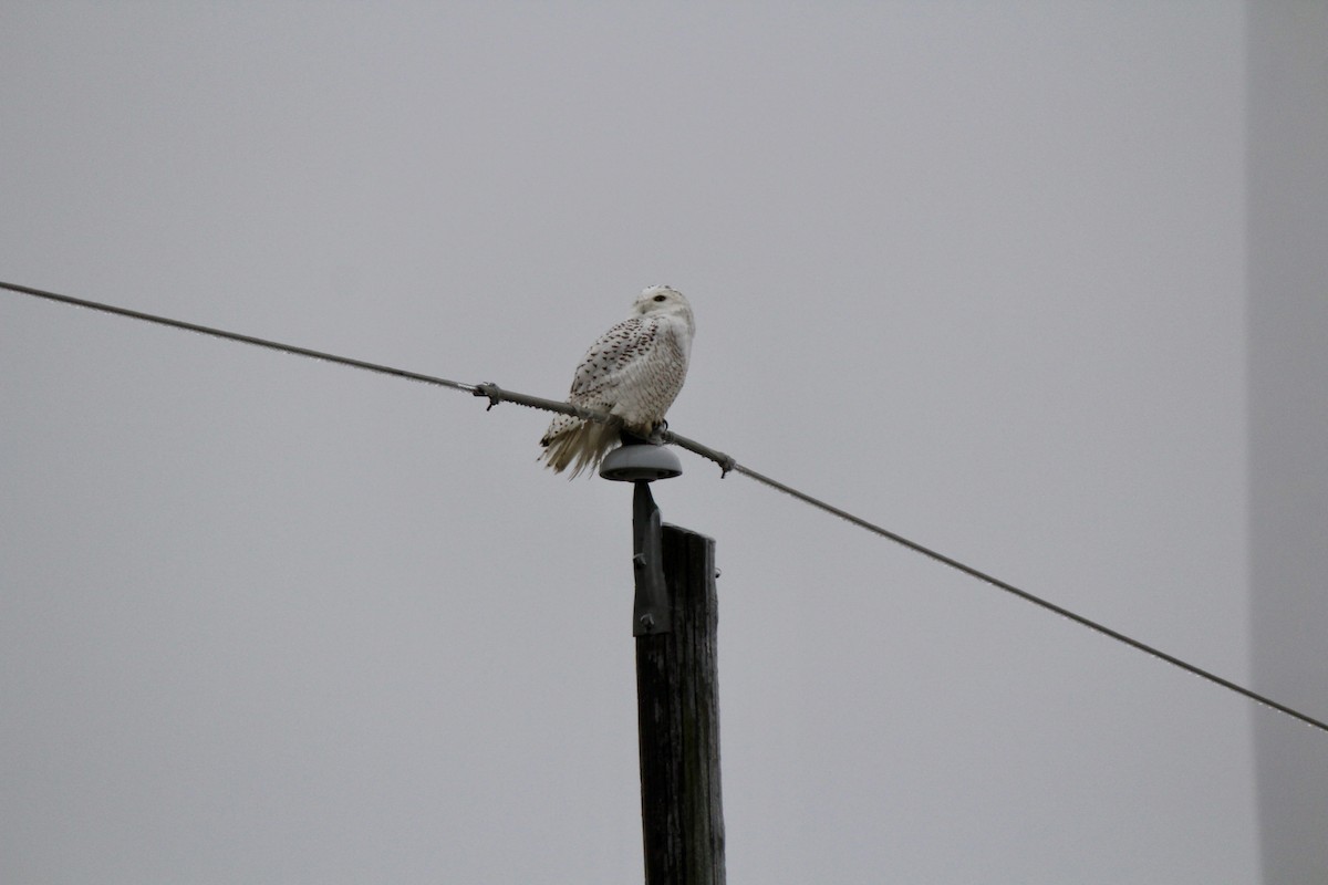 Snowy Owl - ML647705841