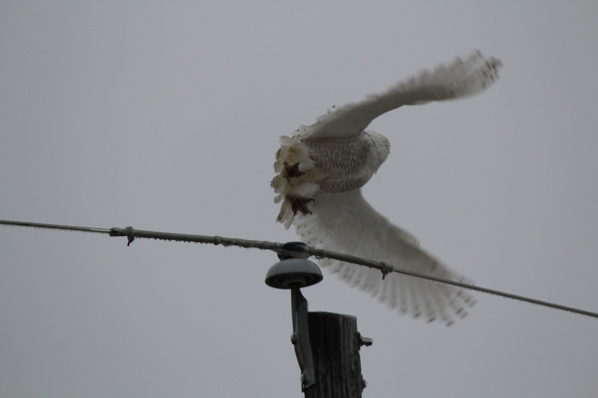 Snowy Owl - ML647705843